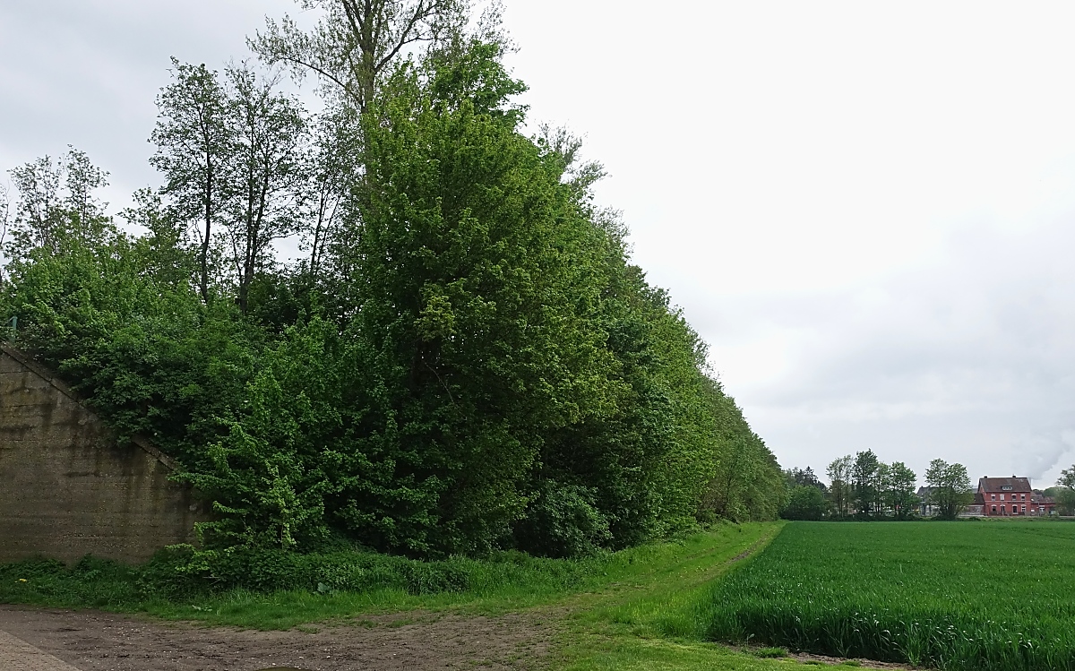 An das Anfang des 20. Jahrhundert geplante Projekt einer Bahnverbindung von Neuss- Holzheim über Rommerskirchen/Liblar/Rheinbach nach Dernau (mit Anschluss an die Eifelbahn) bzw. Sinzig an der Rheinstrecke erinnert heute noch der ca. 13 km lange  Strategische Bahndamm  zwischen Holzheim und Rommerskirchen. Ein Zug ist hier allerdings nie gefahren. Nach dem Ende des 1. Weltkrieges waren zwar rund 80 % des Bauprojektes abgeschlossen, doch verhinderten zunächst die belgischen und französischen Besatzungsmächte, später Geldmangel die Fertigstellung. Seitdem dient der Bahndamm nur noch der Naherholung. Zum Bild: Blick auf den Bahndamm bei Rommerskirchen, im Hintergrund der Bahnhof Rommerskirchen an der Strecke Köln - Mönchengladbach (15.05.2021). 