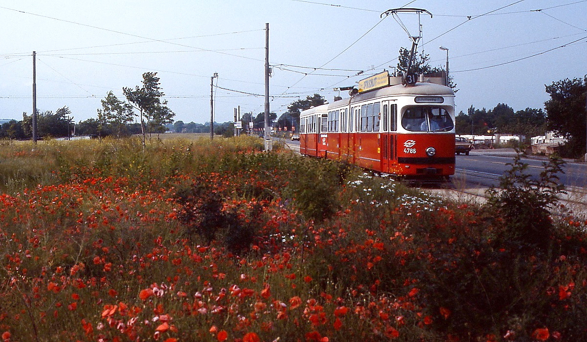 An blühenden Mohnblumen vorbei fährt E1 4786 als Linie 31 von Stammersdorf in Richtung Floridsdorf (Juni 1987)