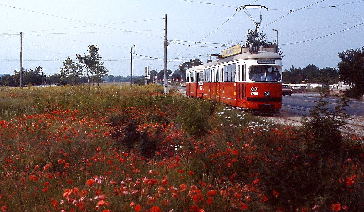 An blühenden Mohnblumen vorbei fährt E1 4786 als Linie 31 von Stammersdorf in Richtung Floridsdorf (Juni 1987)