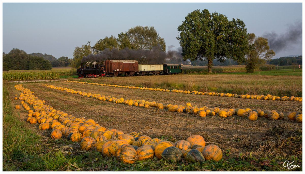 An einem Krbisfeld nahe Neudorf vorbei, zieht Dampflok 298.56 auf der Stainzerbahn diesen aufgeschemelten Gterzug, von Kraubath nach Stainz. Herbersdorf 25.09.2013
