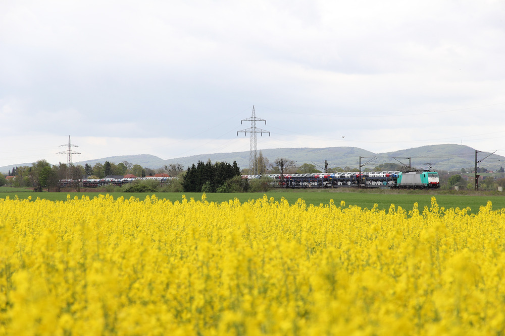 An der Landesgrenze zwischen Niedersachsen und Nordrhein-Westfalen, genauer zwischen Dankersen (Minden) und Evesen (Bückeburg) wurde 186 130 mit dem Weserbergland im Hintergrund und einem Rapfsfeld zusammen fotografiert.
Aufnahmedatum: 03.05.2016