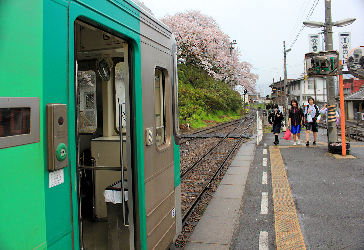 An der Strecke von Tokushima ins Innere der Insel Shikoku. Blühende Kirschbäume im Regen, Triebwagen 1251 in Anabuki, 3.April 2015. 