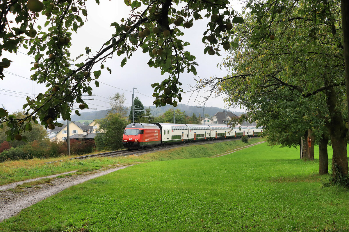 Apfelzeit im Thurgau: Neben der St.Galler S-Bahn S14 wird die Strecke über den Pass zwischen Kreuzlingen und Weinfelden auch von den IC-Zügen Konstanz - Luzern befahren, hier mit Lok 460 027 und Doppelstock-Wagen ausschliesslich im neuen Anstrich. Berg, 5.Oktober 2021 