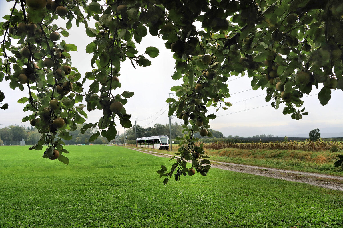 Apfelzeit im Thurgau: Thurbo GTW 2/8 764 im Abstieg von Berg Richtung Weinfelden. 5.Oktober 2021 