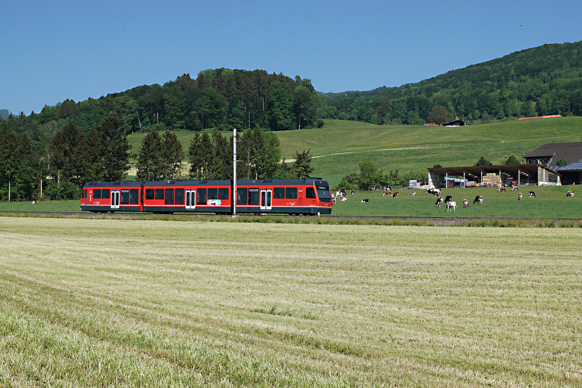 ASm: BAHN- ODER KUHBILD?
Obschon sich auf dieser Aufnahme, entstanden am 8. Mai 2018 bei Wiedlisbach, die weidenden Kühe in der Mehrzahl befinden, habe ich mich für ein Bahnbild entschieden.
STAR Be 4/8 111  JUPITER  auf der Fahrt nach Solothurn.
Foto: Walter Ruetsch 