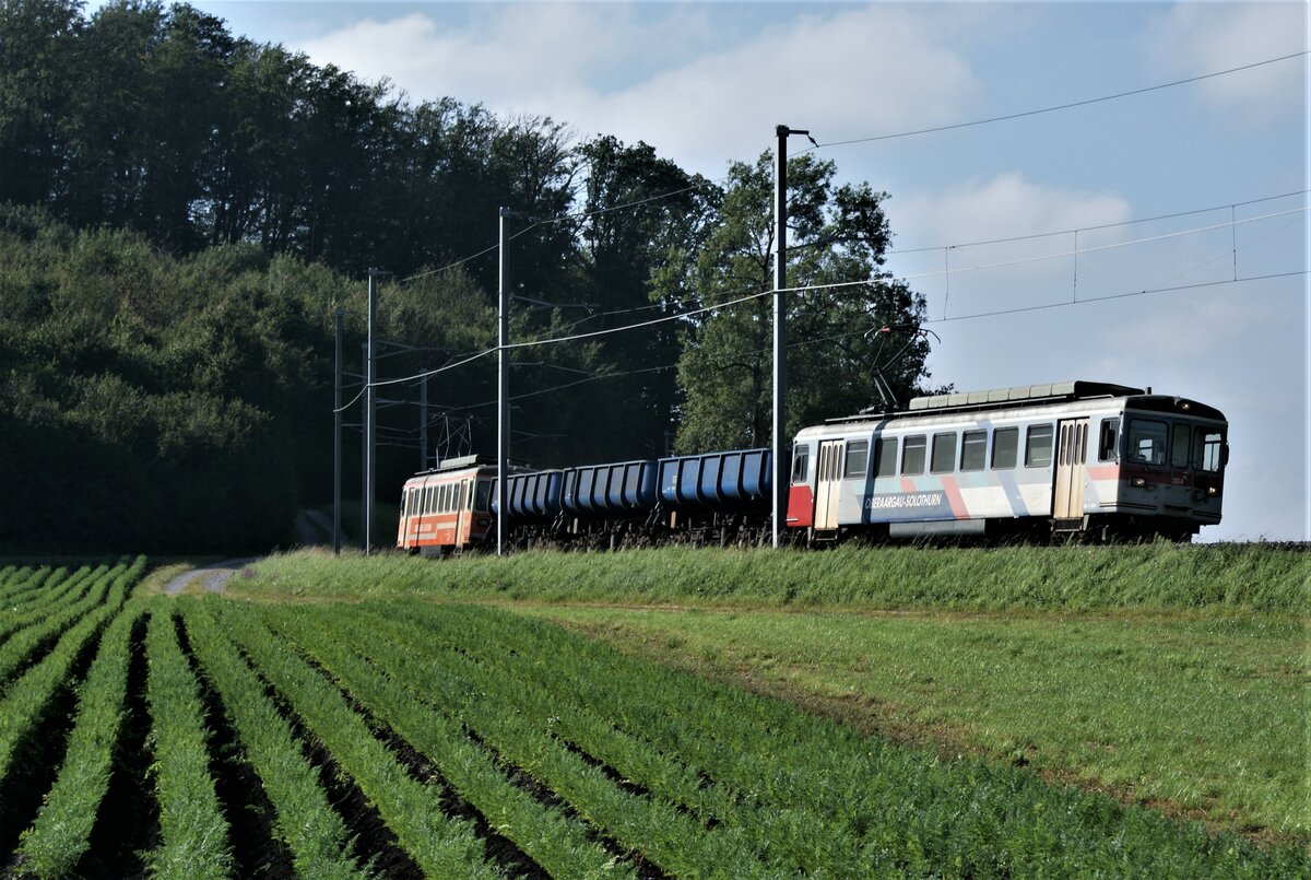 ASM BTI Aare Seeland mobil AG Biel-Täuffelen-Ins-Bahn: Be 4/4 304 + Fa 576 + Fa 571 + Fa 572 + Be 4/4 302, Zug 8245 Finsterhennen-Sutz, Grosswald Lüscherzmoos, 1. September 2021. In Reihen wachsen Karotten üppig ins Kraut.