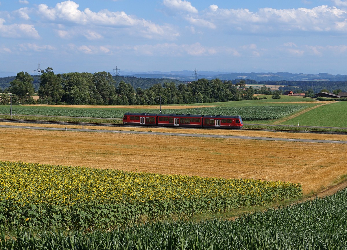 ASm: Regionalzug Oensingen-Solothurn mit Be 4/8  STAR  zwischen Attiswil und Wiedlisbach unterwegs am 11. Juli 2015. Die Sonnenblumen kehrten dem Bahnfotografen den Rücken zu und warfen ihren Blick auf das BIPPERLISI.
Foto: Walter Ruetsch
