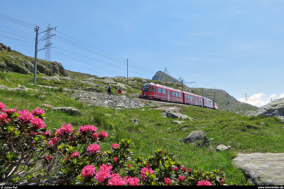 Auf dem Berninapass blühen die Alpenrosen während Allegra 3515 am 12. Juli 2013 mit seinem Regionalzug nordwärts fährt.
