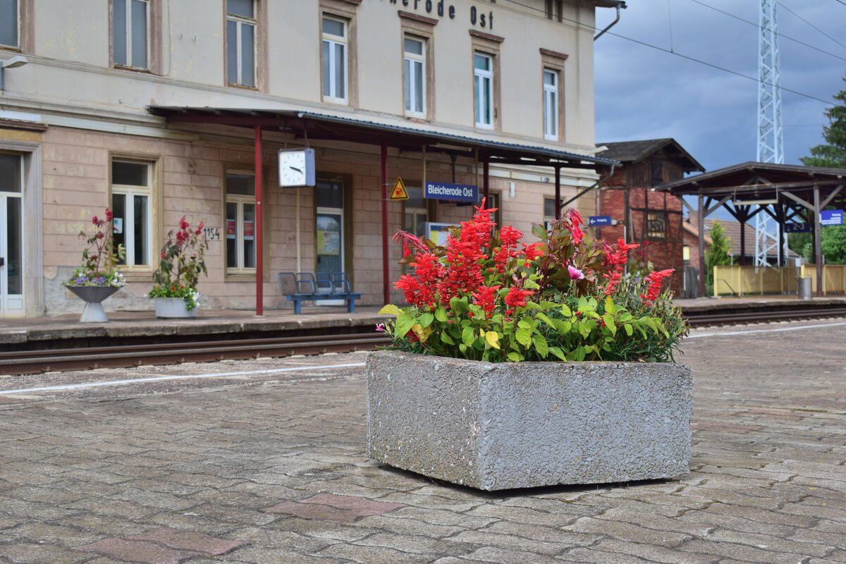 Auf dem Haus sowie auch auf dem Mittelbahnsteig lassen sich große und kleine Blumentöpfe finden. Durch die Blumen wirkt der Bahnhof direkt sehr einladend und gepflegt. Im HIntergrund sieht man das Empfangsgebäude welches verkauft ist.

Bleicherode Ost 16.08.2021