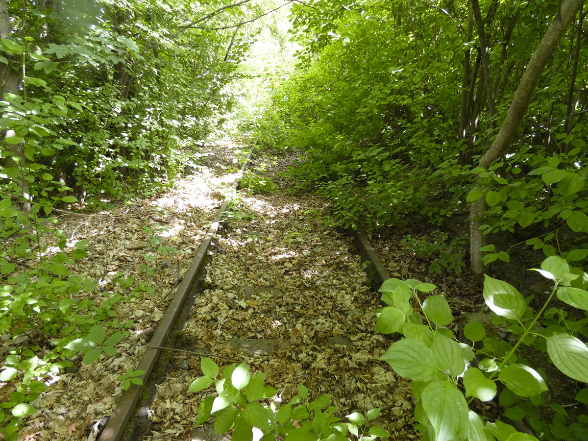 Aufgelassener DB-Bahnhof M�glingen: Die Natur erobert sich das Terrain des alten Bahnhofs zur�ck.
Datum: 10.06.2026