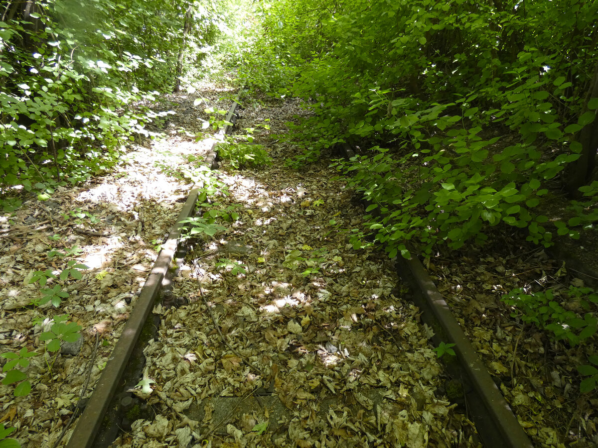 Aufgelassener DB-Bahnhof M�glingen: Die Natur erobert sich das Terrain des alten Bahnhofs zur�ck.
Datum: 10.06.2026