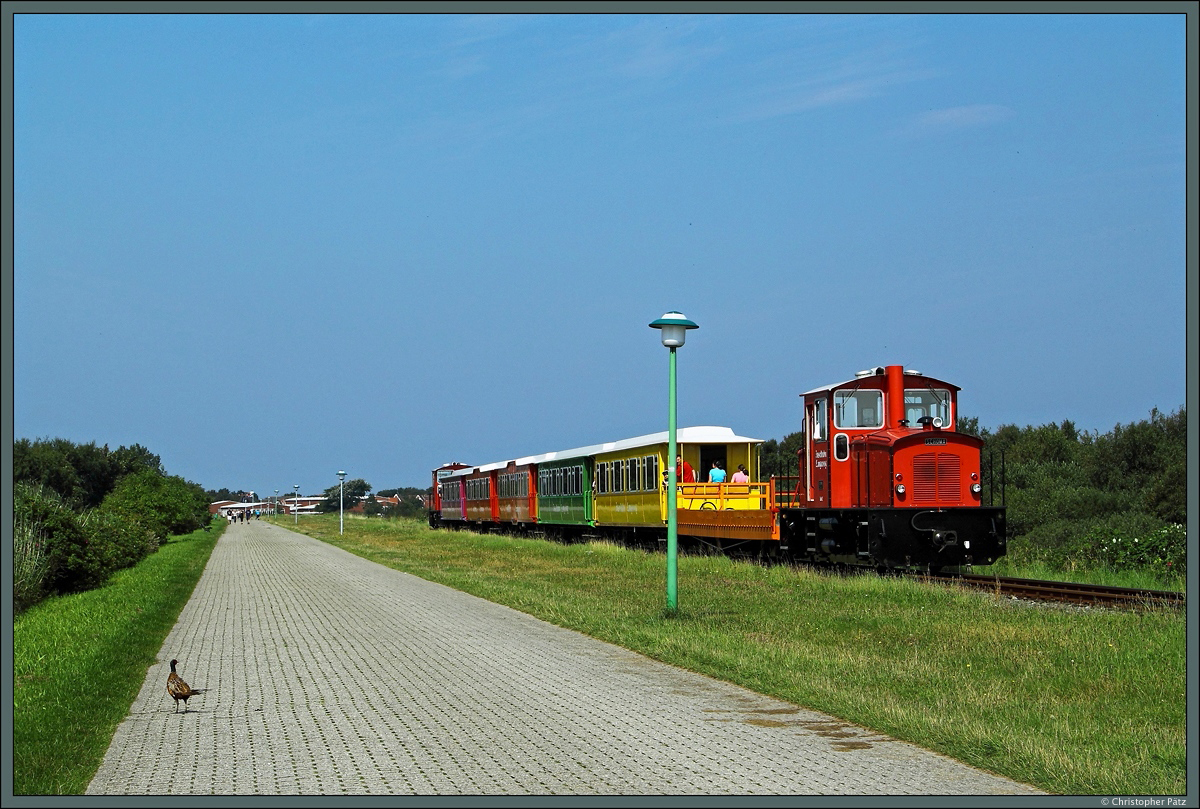 Aufgeschreckt durch den Zug der Inselbahn Langeoog hat sich ein Fasan auf die Hafenstraße gewagt und blickt verärgert auf den Störenfried. Lok 2 und eine weitere Schöma-Maschine sind am 21.08.2015 auf dem Weg vom Anleger zum Bahnhof Langeoog.