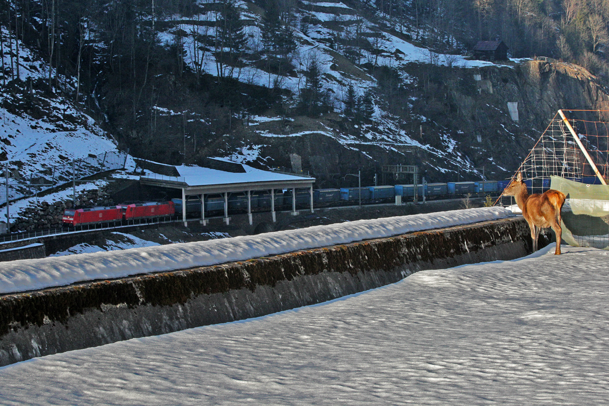 Aufmerksam beäugt die Königin der Wälder am Gotthard die beiden DB Elektrolokomotiven 185 137-7 und die 185 134-4 die mit einem Containerzug durch ihr grosses Revier fahren.Bild Gurtnellen 19.2.2015