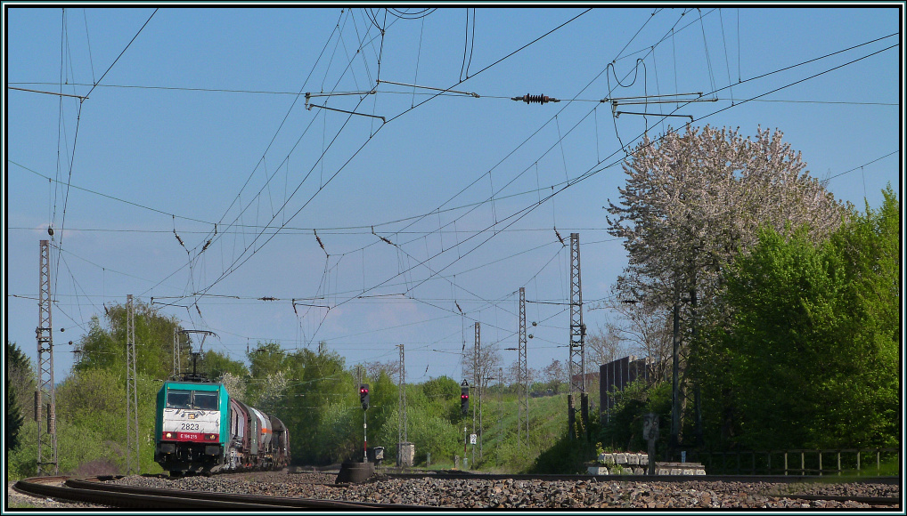 Aus der Froschperspektive gesehen.Anfang Mai 2013 zur Kirschbltenzeit ist die belgische 2823 unterwegs nach Aachen West mit einen gemischten Gterzug aus Kln -Gremberg am Haken.Hier zu sehen bei der Durchfahrt am Bahnhof von Eschweiler (Rhl). Mal eine etwas andere Sichtweise auf den Bahnalltag.