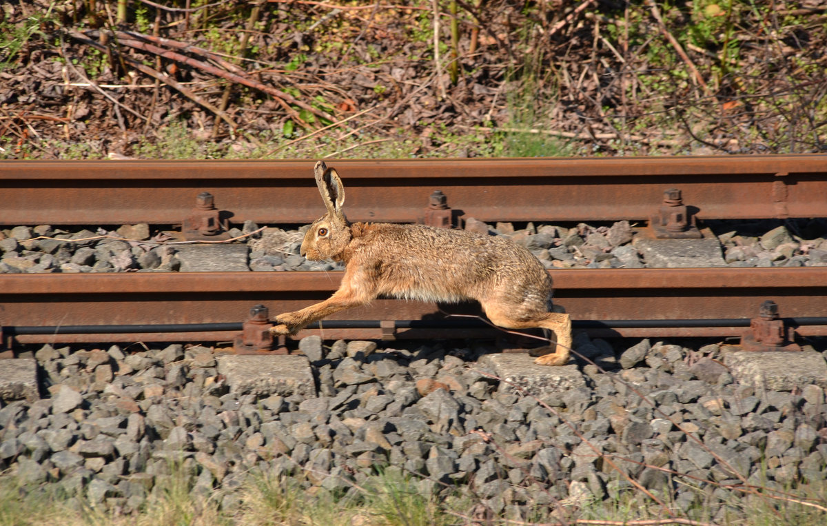 Ausserhalb der Osterfeiertage hat sich dieser Meister Lampe einen Posten als Streckenläufer bei der Dessau-Wörlitzer Eisenbahn gesichert. Am 18.05.19 kontrollierte er bei Dessau-Mildensee vor dem ersten Zug des Tages das Gleis. 