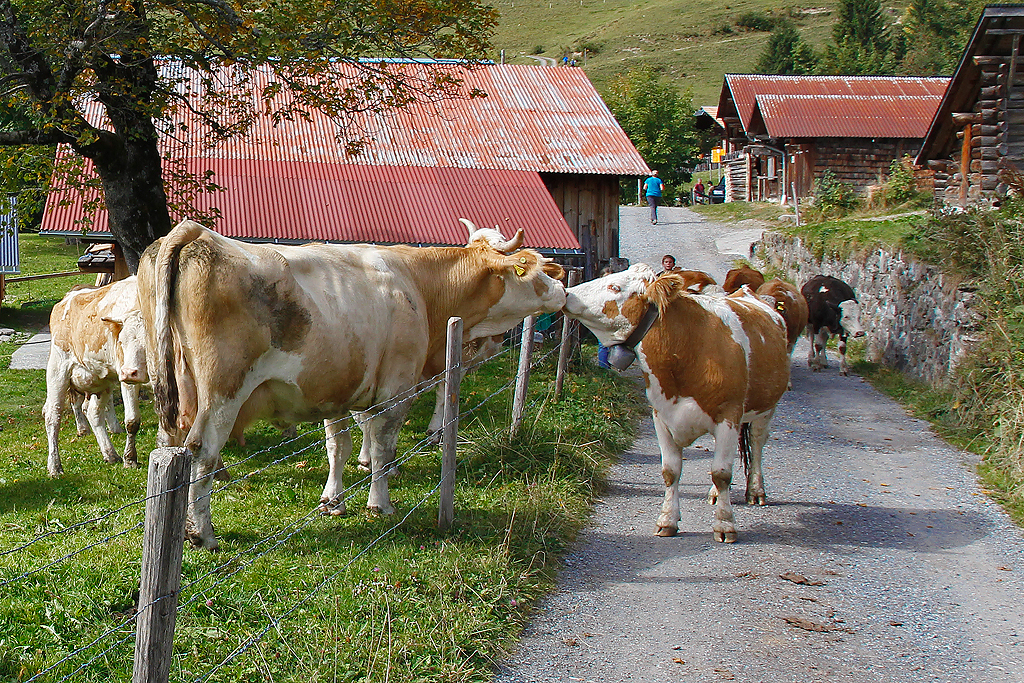 Bahnbildergipfeltreffen in Brienz. Wir begleiten die Khe auf dem Weg zum Berghaus. Dass sich diese Tiere kssen, ist doch ganz nett - und war fr mich neu... Planalp, 28. Sept. 2013, 13:43