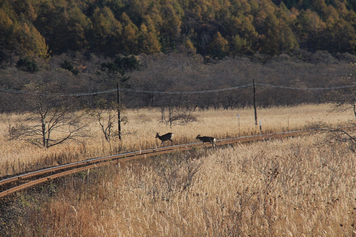 Begegnung mit Tieren auf der Hanasaki-Linie: Hirsche überqueren die Bahnlinie. Aus Triebwagen KIHA 54 523 bei Monshizu, 26.Oktober 2015. 