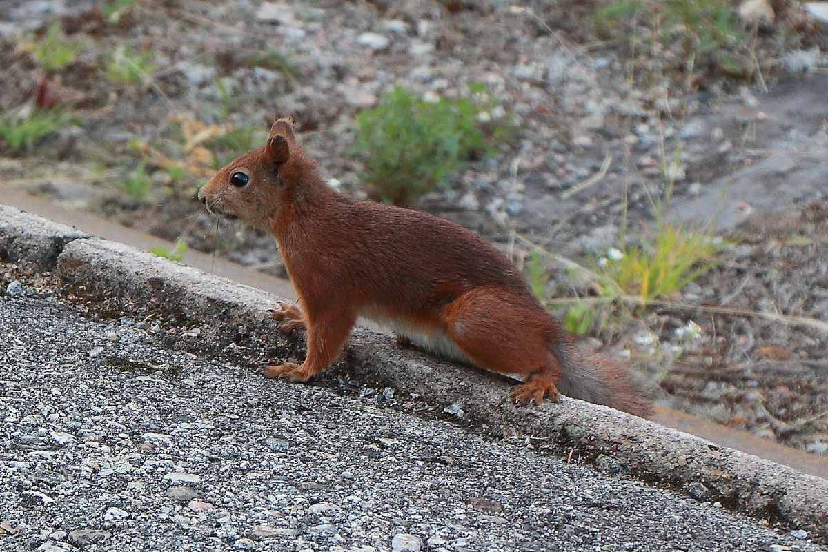 Begrüßung am 28. Juni 2022 in der Station Vilhelmina durch dieses Eichhörnchen auf den Schienen vor dem Dieseltriebzug 1356.