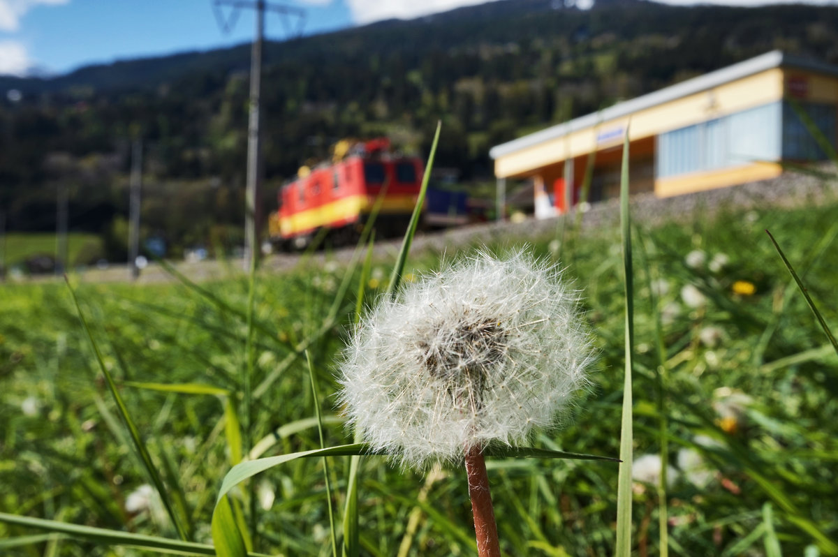 Bei diesem Anblick möchte man fast nicht glauben, dass es nur zwei Tage zuvor ca. 20 cm geschneit hatte.
Im Hintergrund zu sehen ist X552 023-4.
Aufgenommen am 29.4.2016 in Berg im Drautal.