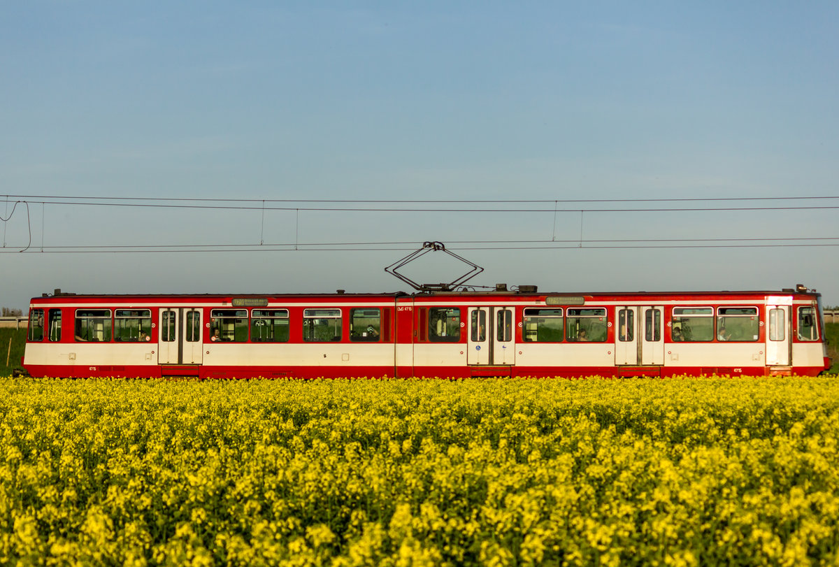 Bei der Durchfahrt durch ein Rapsfeld konnte ich am 18.4.2018 Wagen 4715 der Duisburger Verkehrsgesellschaft auf der Fahrt nach Düsseldorf aufnehmen.