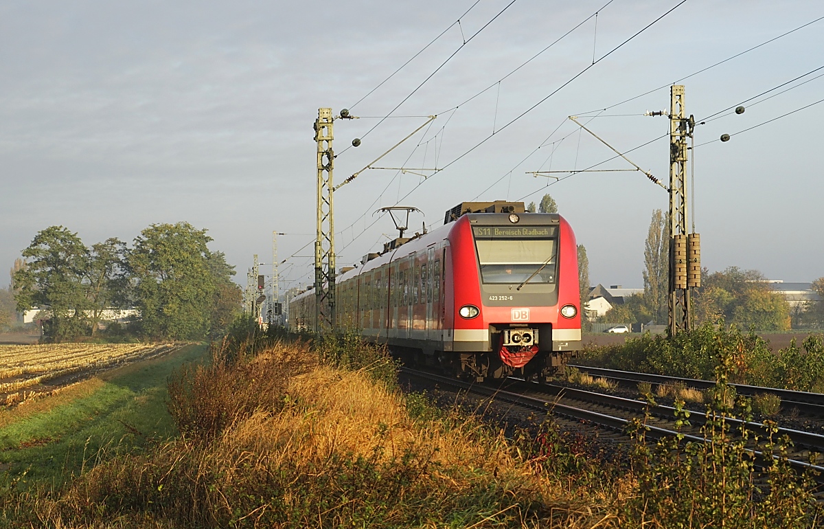 Bei Neuss-Norf ist 423 252-6 am Morgen des 23.10.2021 als S 11 vom Düsseldorfer Flughafen nach Bergisch-Gladbach unterwegs
