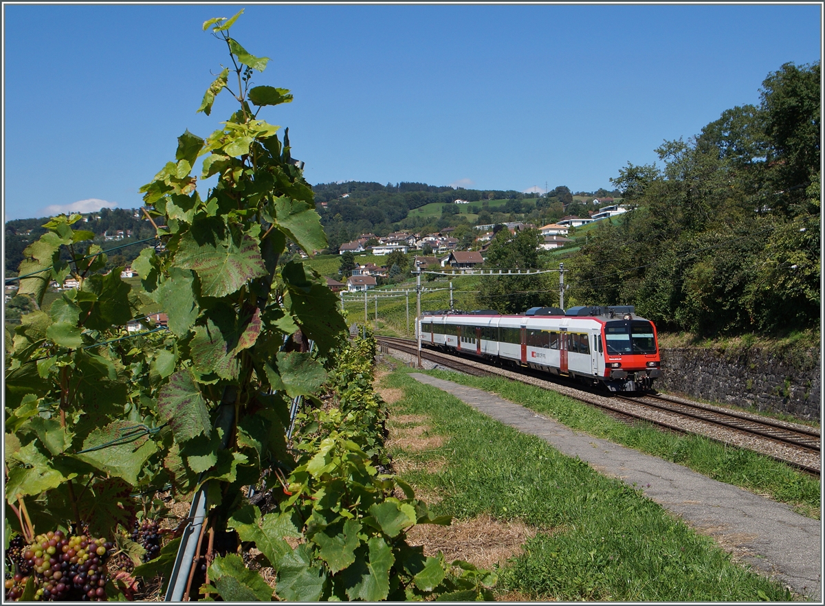 Bereits liegt ein Hauch Herbst in der Landschaft, obwohl die Trauben (und Bahnfotografen) noch das Bedürfnis nach ziemlich viel Sonne haben...
Ein Domino als S21 auf dem Weg nach Payerne bei Bossièere. 
2. Sept. 2014