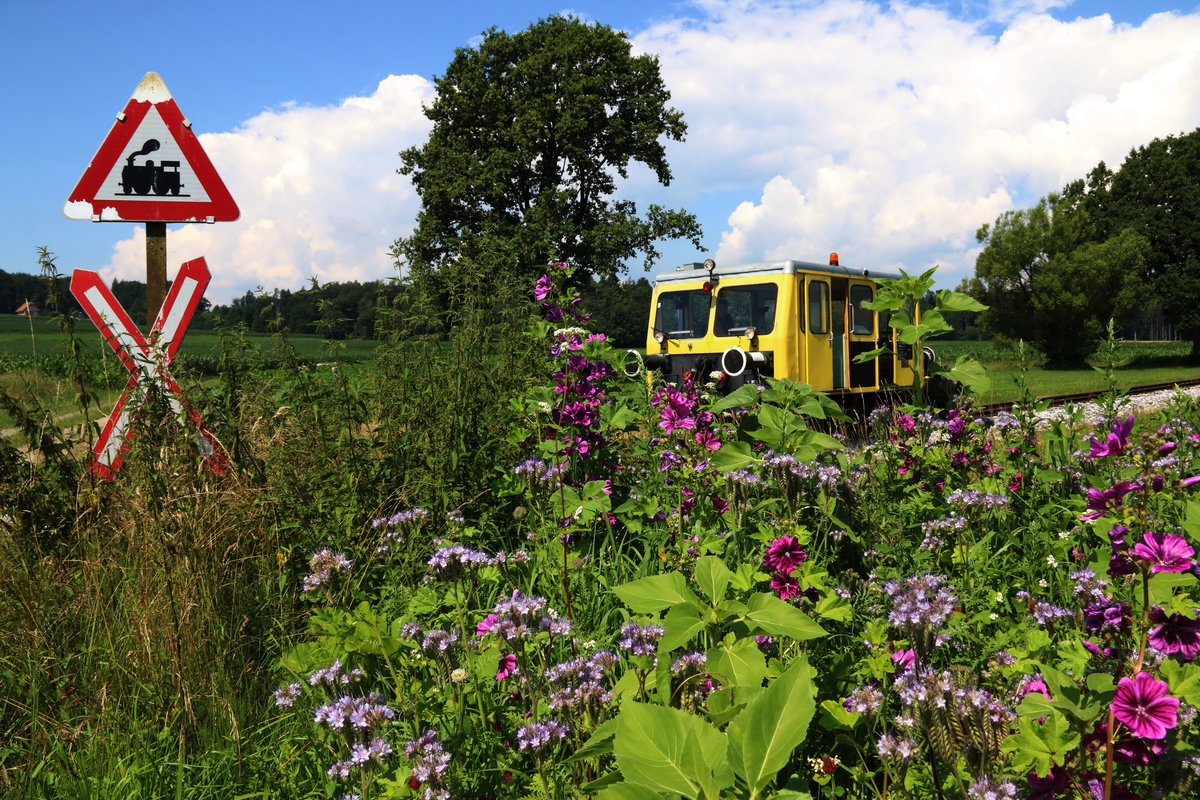 Bienchen , Schmetterlinge, Raupen und somanche Hummel erfreuen sich wie ich über die Zeile von Blümchen neben den Gleisen der Stainzer Lokalbahn. 2.07.2016