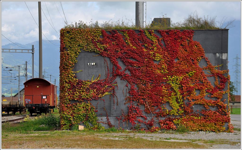 Bilder aus der March zwischen Pfäffikon SZ und Ziegelbrücke. Die wilde Rebe macht das Dienstgebäude in Siebnen-Wangen zu einem natürlichen Kunstobjekt. (24.09.2015)