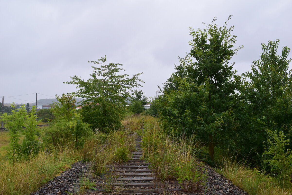 Blick auf die alte Strecke von Herzberg nach Bleicherode Ost. 2003 wurde die Strecke stillgelegt und ist heute auf großen Teilen abgebaut.

Bleicherode 16.08.2021 