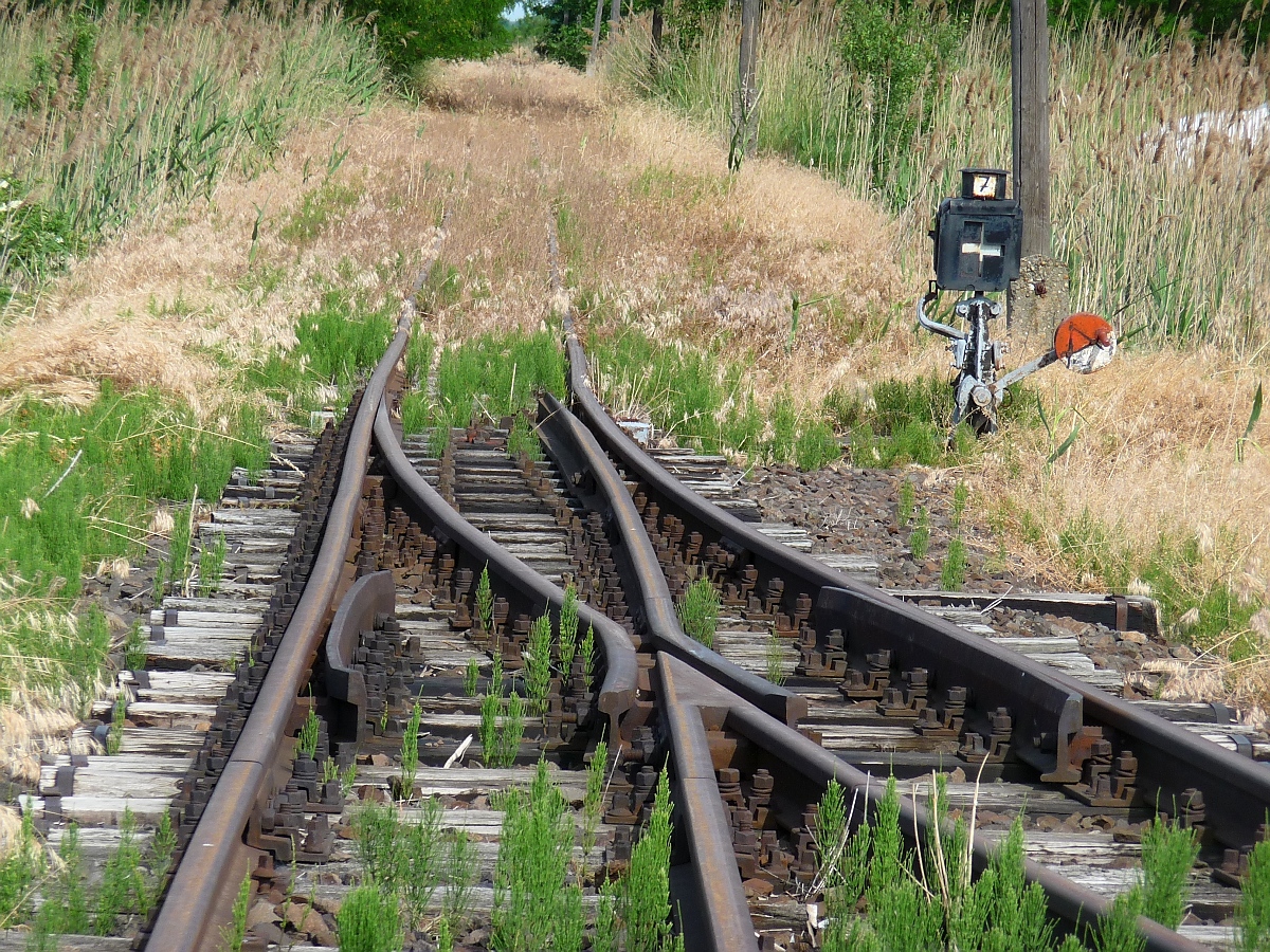 Blick auf die langsam zuwachsende Strecke von Herminatanya nach Dombrad der 2009 stillgelegten Schmalspurstrecke von Nyiregyhaza nach Dombrad und Balsa, 29. ‎Mai ‎2016