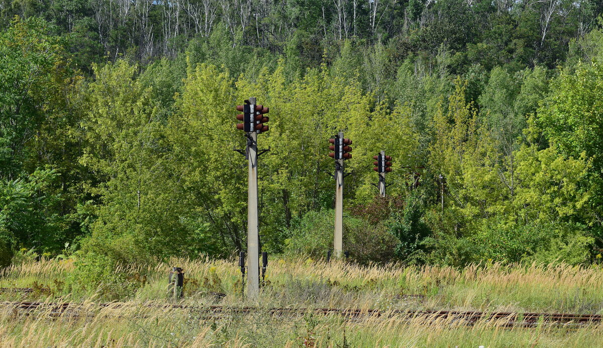 Blick auf die unzähligen Bremsprobesignale welche nach und nach in den dichten Birkenwald verschwinden wo sich einst ein Güterbahnhof befand.

Braunsbedra 14.08.2021