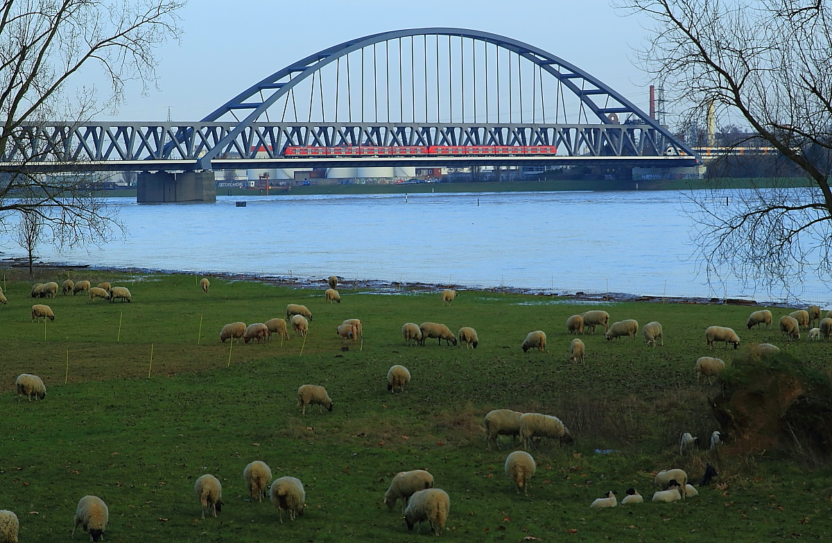 Blick vom Neusser Ufer auf die Hammer Rheinbrücke: Am 08.01.2018 überqueren zwei 423 als S 11 Bergisch-Gladbach - Düsseldorf Flughafen den hochwasserführenden Rhein, rechts ist noch ein ET der Eurobahn nach Venlo/NL erkennbar. Dass ein Großteil der Weidefläche unter Wasser steht, scheint die Schafe nicht zu stören...