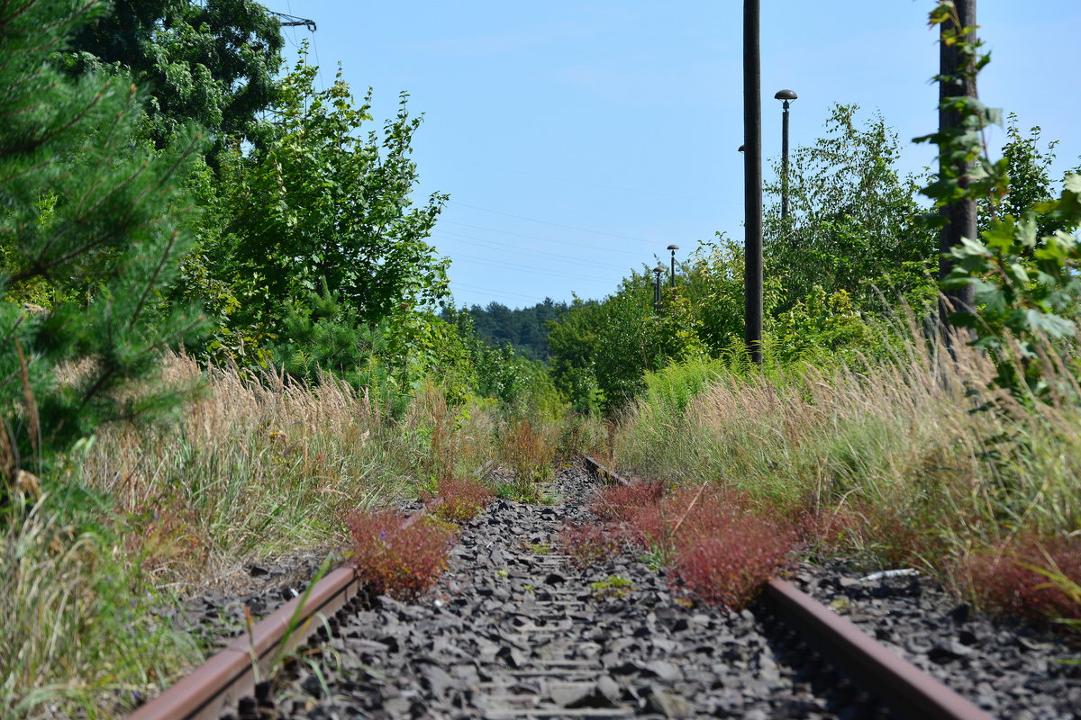 Blick über den Bahnhof Niemegk in Richtung Treuenbrietzen in der Mittagshitze. Seit dem 31.12.1998 ist die Strecke stillgelegt und rostet vor sich hin.

Niemegk 01.08.2017