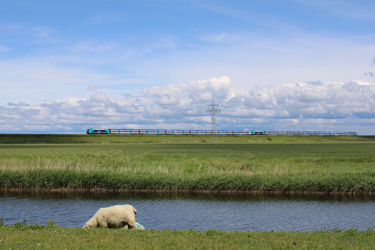 Blick über den Friedrich-Wilhelm-Lübke-Koog zum Hindenburgdamm über den sich gerade eine Doppelgarnitur des RE6 auf den Weg auf auf die Insel Sylt macht. (31.05.2022)