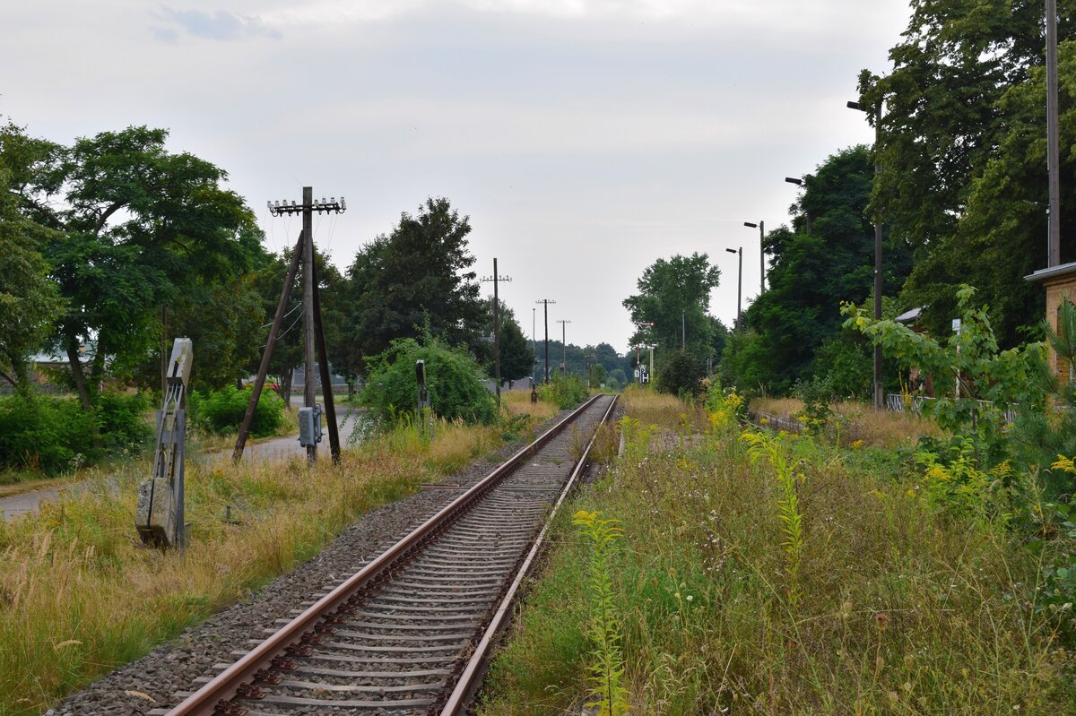 Blick über den verwilderten Bahnsteig in Söllichau in Richtung Eilenburg. 1998 wurden die durchgehenden Züge nach Eilenburg eingestellt und der letzte Ast von Wittenberg nach Bad Schmiedeberg Ende 2014 eingestellt. Zuletzt gab es hier 2017 Sonderzüge. Ende 2019 wurde die Strecke wegen Oberbaumängeln betrieblich gesperrt. Seitdem verwildern einige Teile der Strecke zusehens. 

Söllichau 13.08.2021