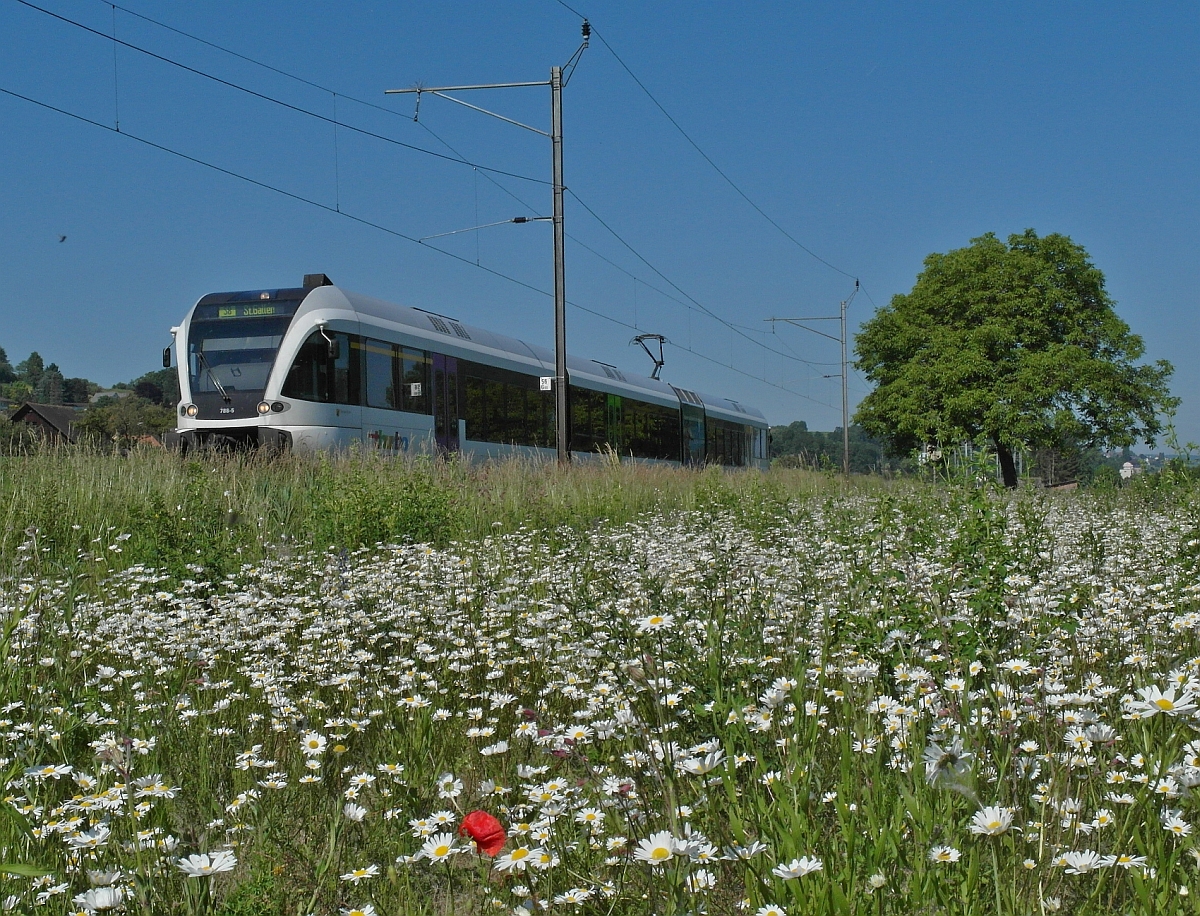 Blick übers Margeritenfeld - Kurz nach der Abfahrt an der Haltestelle Triboltingen ist am 07.06.2014 von Schaffhausen kommend S8 23842 unterwegs nach St. Gallen.