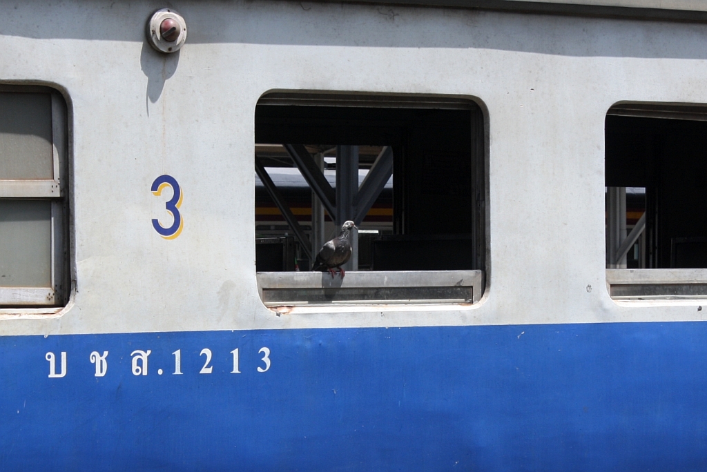  Blinder Passagier  im บชส. 1213 (บชส. =BTC./Bogie Third Class Carriage), aufgenommen am 28.Mai 2013 im Bf. Hua Lamphong. 

