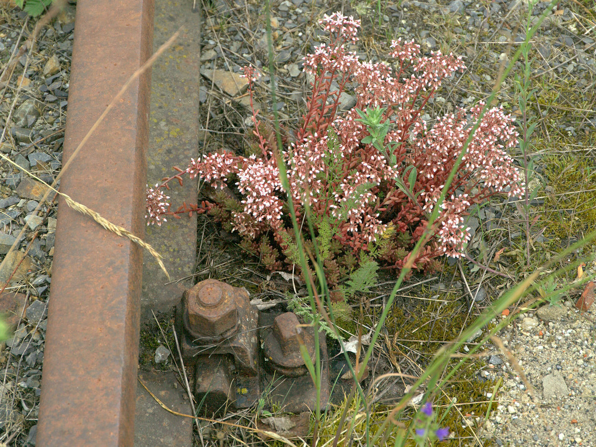 Blumenstilleben mit Schwellenschraube, stillgelegte Werksbahn Hosena-Steinbruch Koschenberg. Die Dickblattgewächse gehören zu den anspruchslosen Pflanzenarten.
Hier ein Vertreter der Gattung Sedum album , Rotmoosmauerpfeffer.
20.06.2020 11:22 Uhr. Hosena