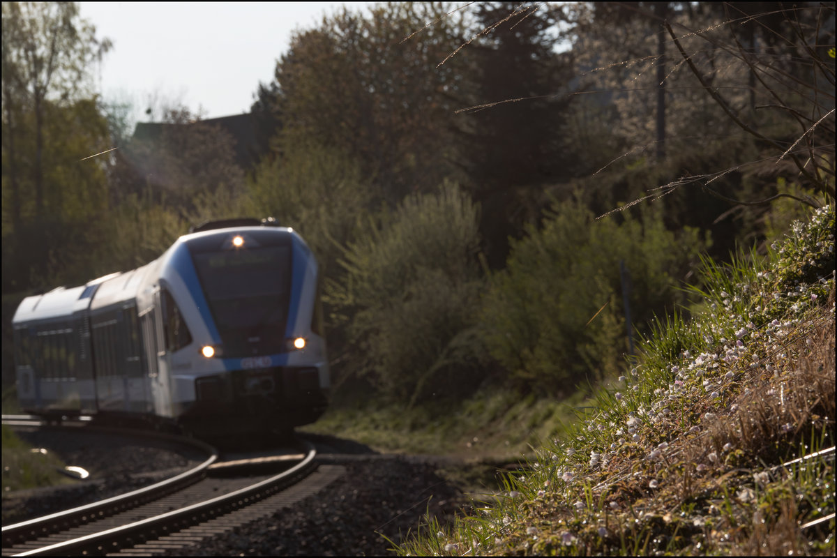 Buschwindröschen wachsen derzeit wie Sand am Meer ,... 

Wenn Sie auch frühmorgens noch unter dem Tau  schlafen . 

17.04.2020 bei Deutschlandsberg 