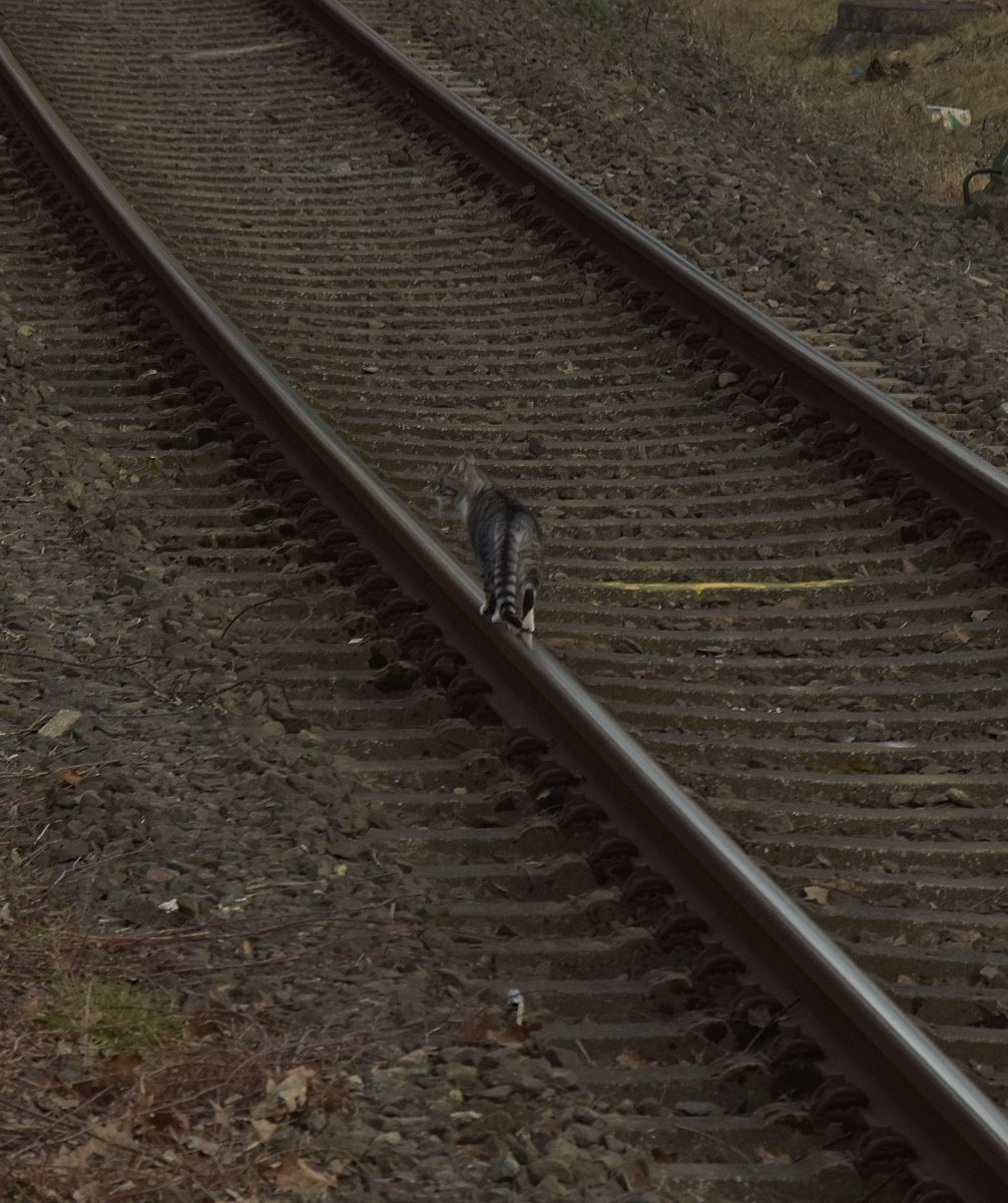 Catwalk in Hattingen Ruhr.
Die Mietze bevorzugt den Schienenkopf für ein schnelleres Vorankommen.
Man gut nur das die nächste S3 nach Hattingen Mitte noch etwas braucht bis sie 
dort entlang fährt. 28.1.2017
