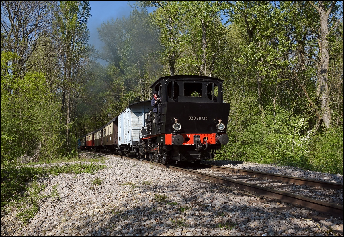 CFTR, die charmante Museumsbahn im Neubreisacher Urwald. Vorbeifahrt 030 TB 134  Theodor  in der Botanik entlang des Rheinseitenkanals. April 2019.
