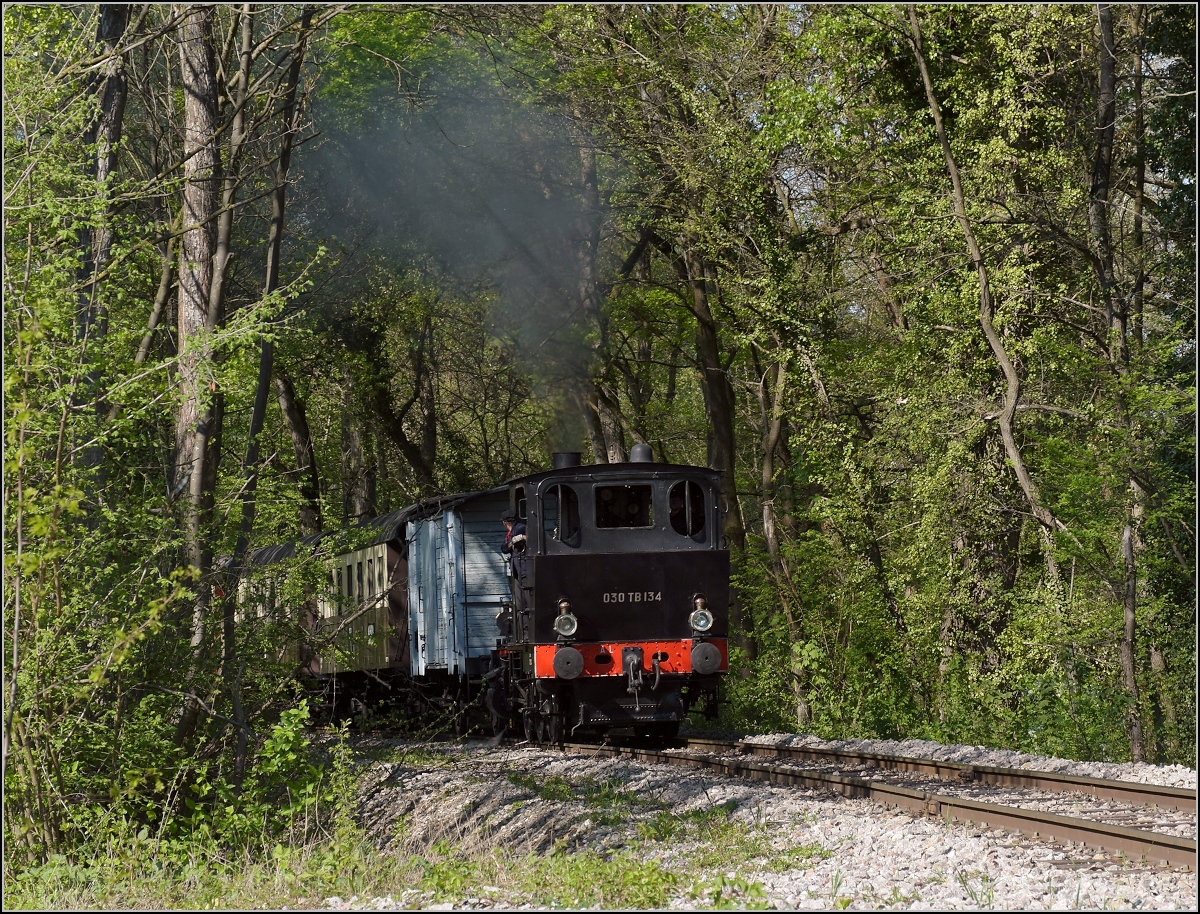 CFTR, die charmante Museumsbahn im Neubreisacher Urwald. Vorbeifahrt 030 TB 134  Theodor  in der Botanik entlang des Rheinseitenkanals. April 2019.