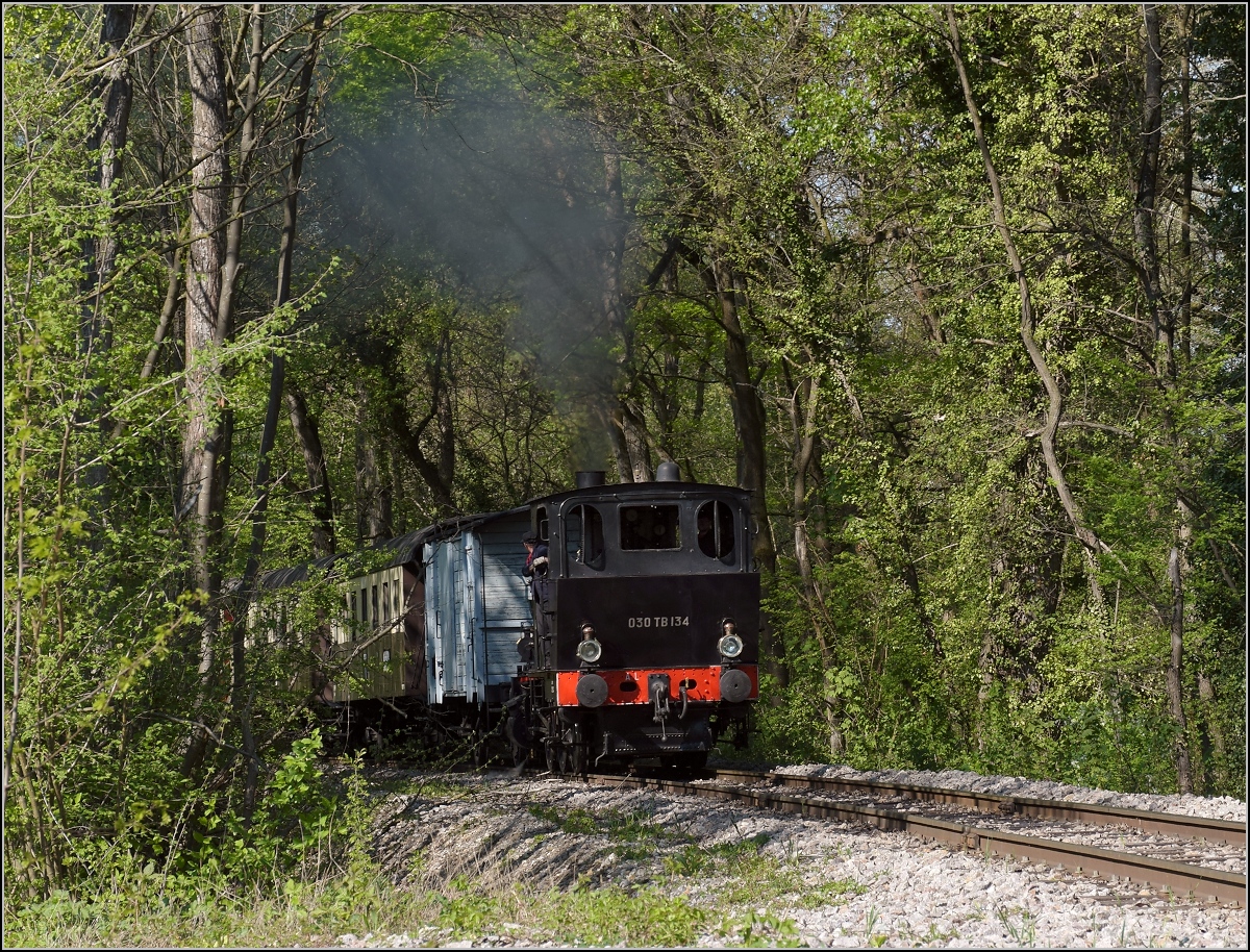 CFTR, die charmante Museumsbahn im Neubreisacher Urwald. Vorbeifahrt 030 TB 134  Theodor  in der Botanik entlang des Rheinseitenkanals. April 2019.