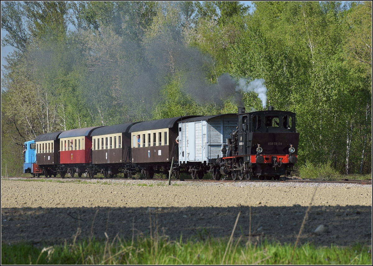 CFTR, die charmante Museumsbahn im Neubreisacher Urwald. Vorbeifahrt 030 TB 134  Theodor  in der Botanik entlang des Rheinseitenkanals. April 2019.