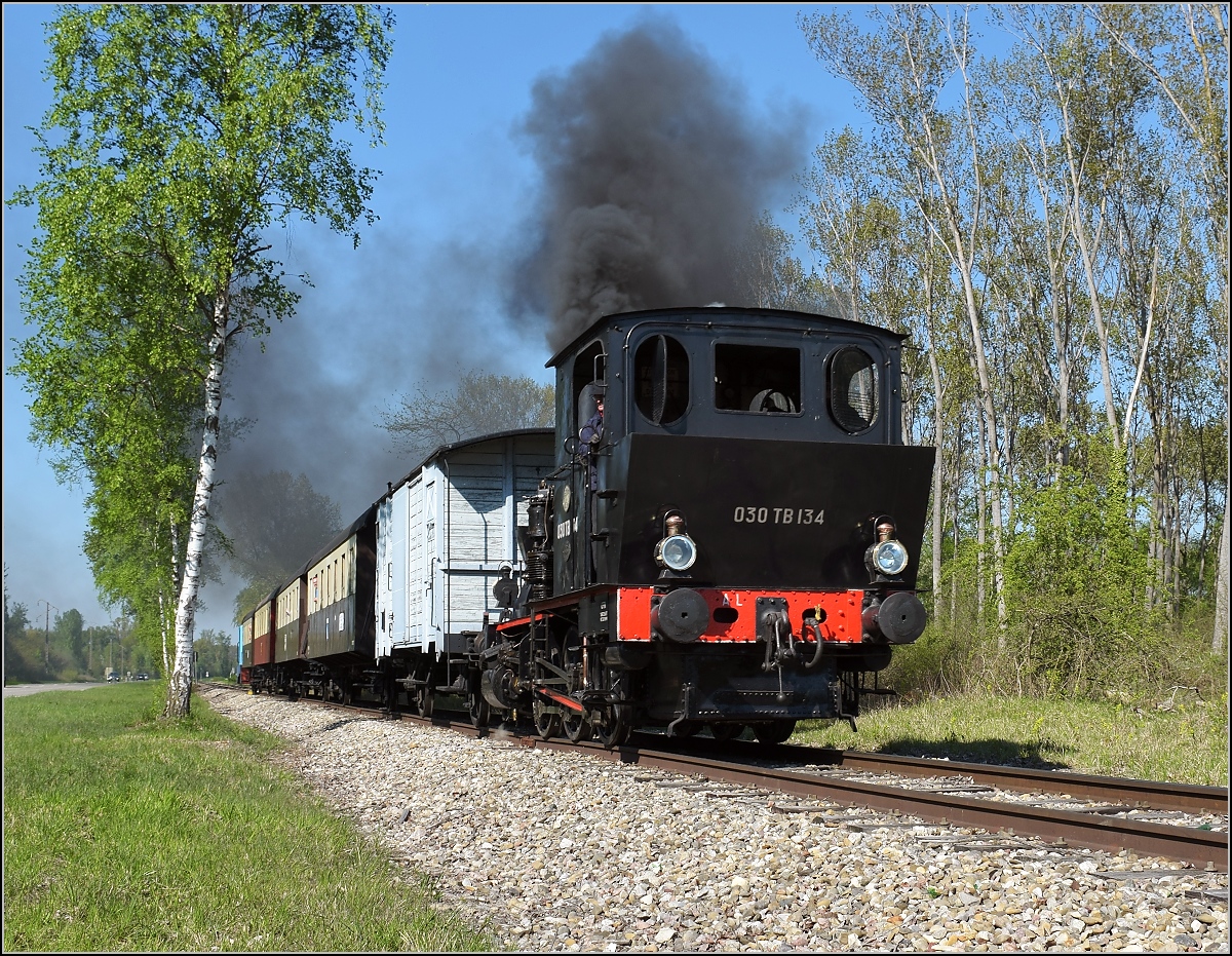 CFTR, die charmante Museumsbahn im Neubreisacher Urwald. Vorbeifahrt 030 TB 134  Theodor  in der Botanik entlang des Rheinseitenkanals. April 2019.