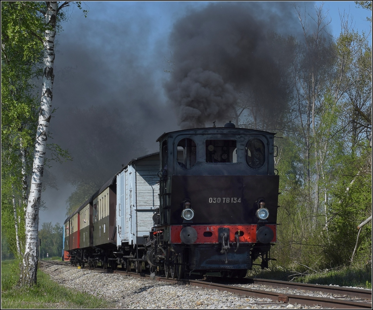 CFTR, die charmante Museumsbahn im Neubreisacher Urwald. Vorbeifahrt 030 TB 134  Theodor  in der Botanik entlang des Rheinseitenkanals. April 2019.