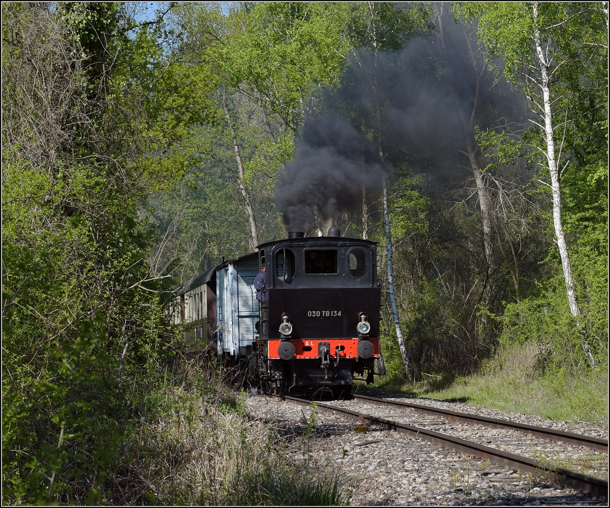 CFTR, die charmante Museumsbahn im Neubreisacher Urwald. Vorbeifahrt 030 TB 134  Theodor  in der Botanik entlang des Rheinseitenkanals. Baltzenheim, April 2019.