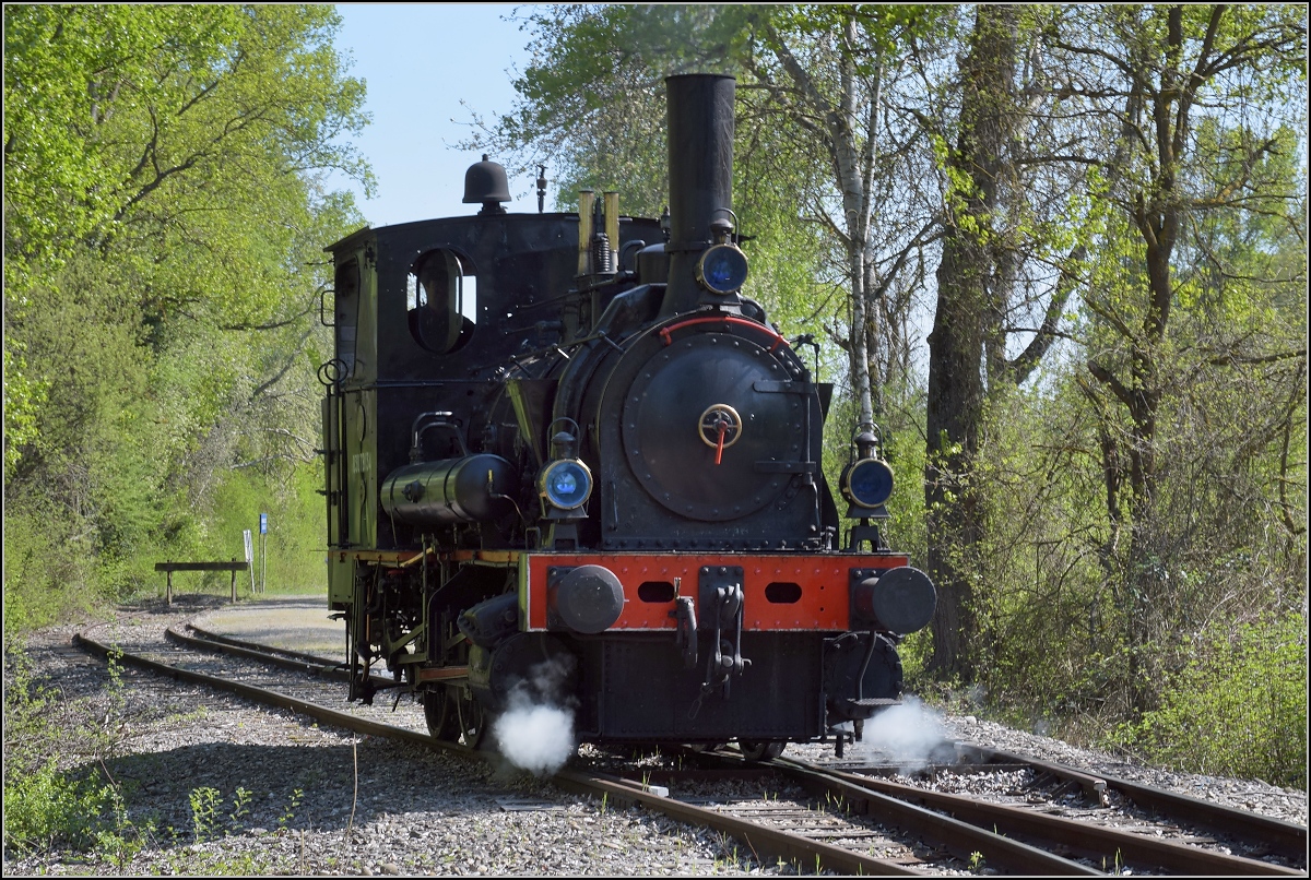 CFTR, die charmante Museumsbahn im Neubreisacher Urwald. Tausch von 030 TB 134  Theodor  und LKM 262411 an der Haltestelle Sanssouci, damit die Dampflok auf der Fahrt mit den Fahrgästen vorne steht. Artzenheim, April 2019.