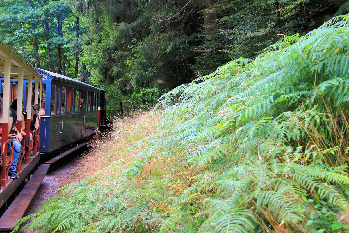 Chemin de Fer Forestier d'Abreschviller, auf der Strecke: in der feuchten Waldlandschaft. Der erste Wagen ist der Orient Express -Wagen. 22.Juli 2018 