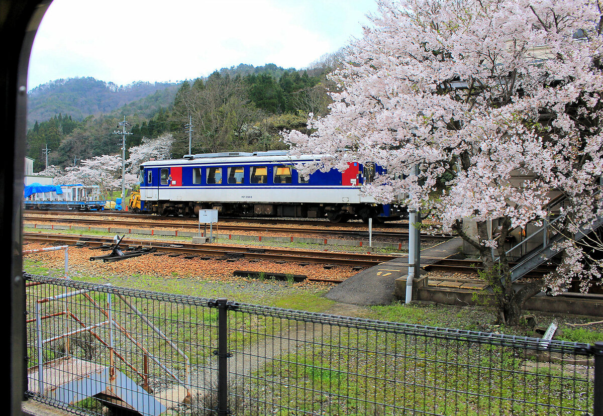 Chizu Kyûkô Privatbahn: Lokalverkehrstriebwagen 3503 im Betriebswerk Ôhara, mitten in blühenden Kirschbäumen. 7.April 2015 